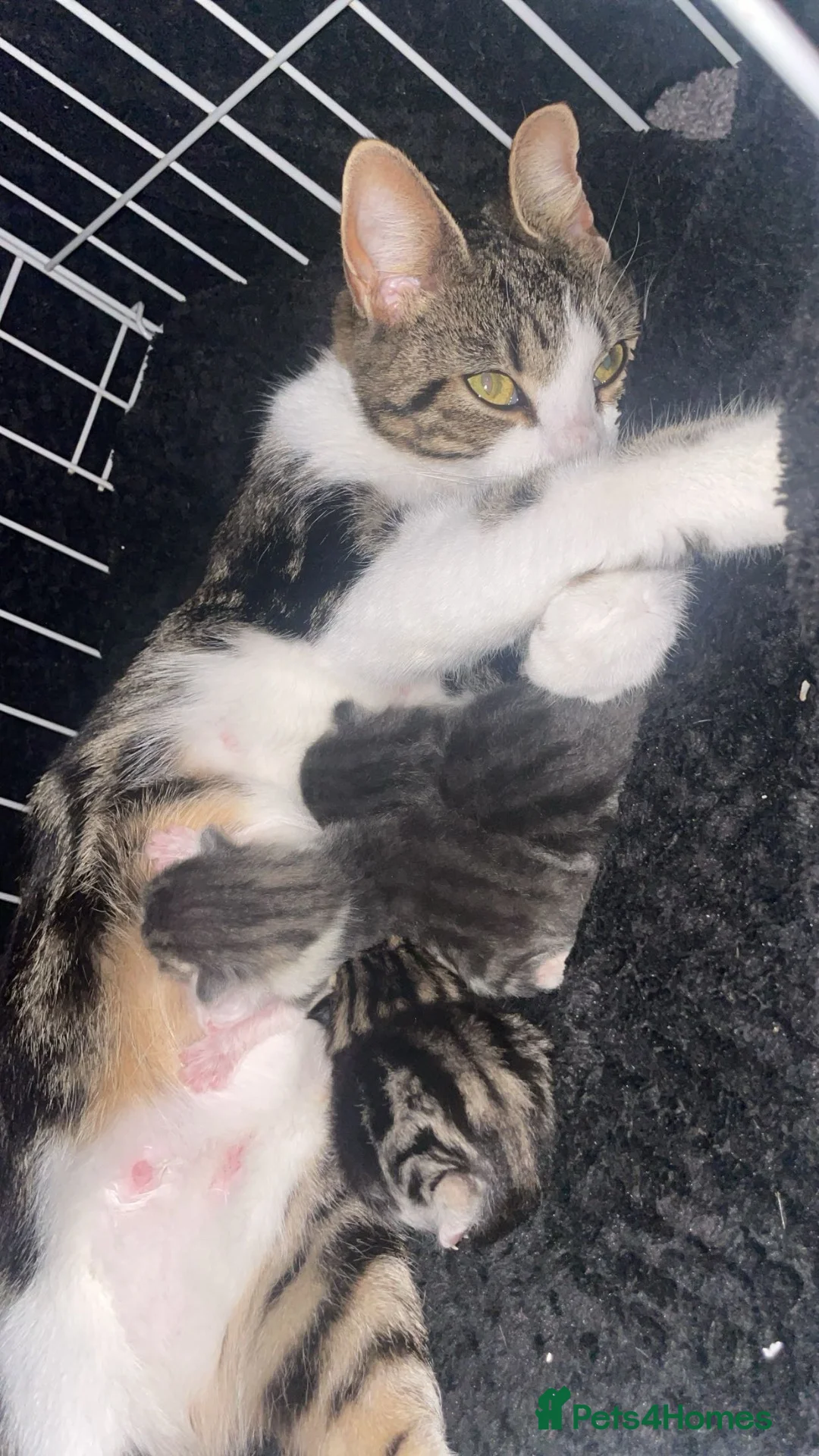 Mixed Breed cats for sale: 3 female kittens  - Advert 9