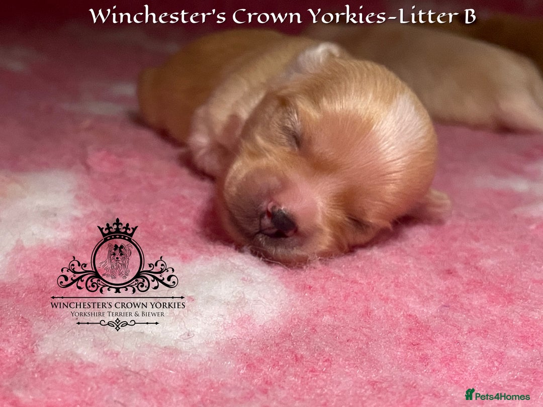 Yorkshire Terrier dogs for sale: ❤️ Champion heritage KC reg.PEDIGREE puppies! 🐶❤️ - Image 25