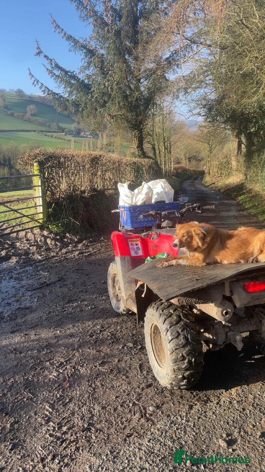 Border Collie dogs for sale: Border Collie Pups For Sale 🏡  - Advert 2