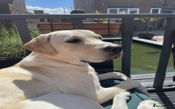 Labrador Retriever dogs for sale: Golden labrador - Image 2