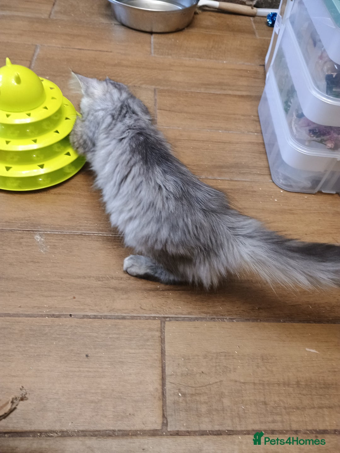 Maine Coon cats for sale: Stunning Maine coone female  - Advert 4