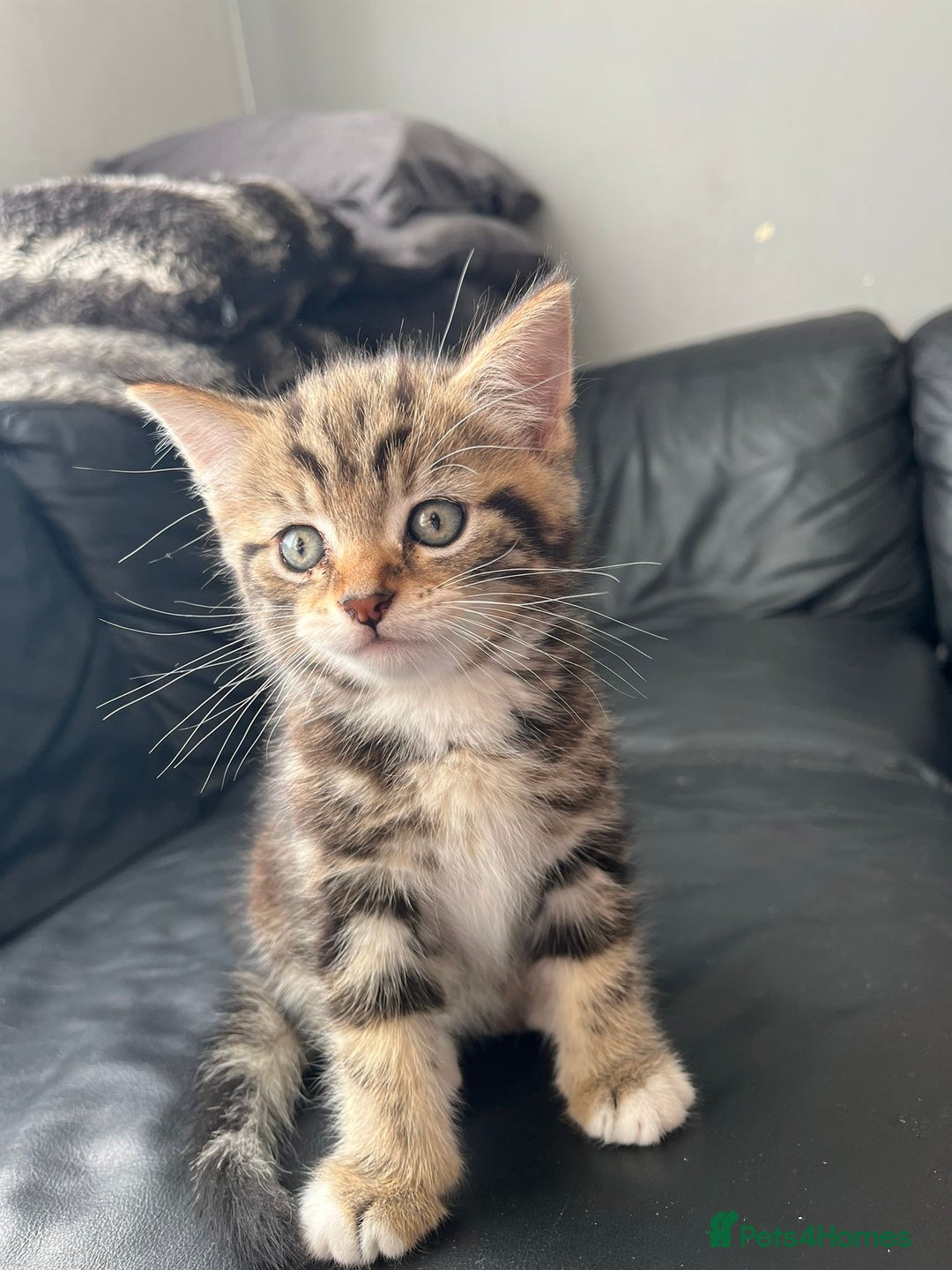 Mixed Breed cats for sale: Tabby kitten Boy - Image 4