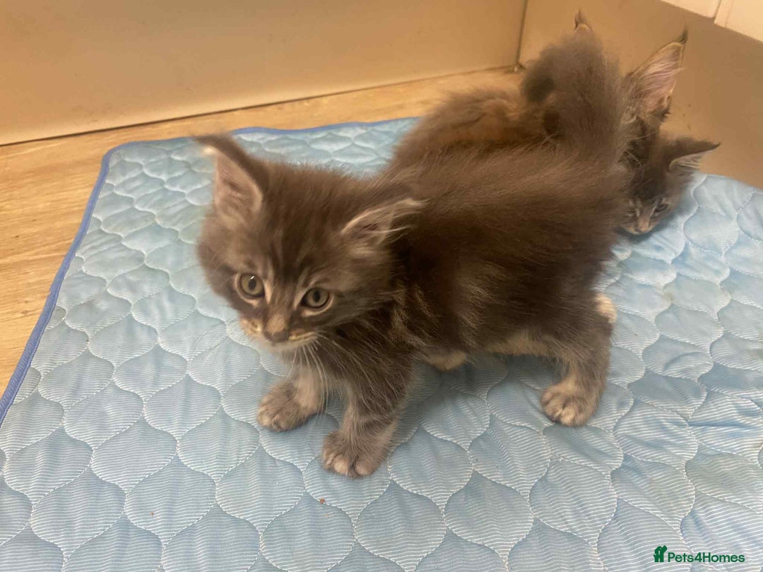 Maine Coon cats for sale: Xl mainecoon kittens full breed non reg  - Image 8