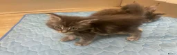 Maine Coon cats for sale: Xl mainecoon kittens full breed non reg  - Advert 21