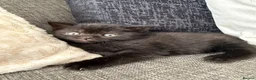 British Shorthair cats for sale: British short hair  in Worthing - Advert 3