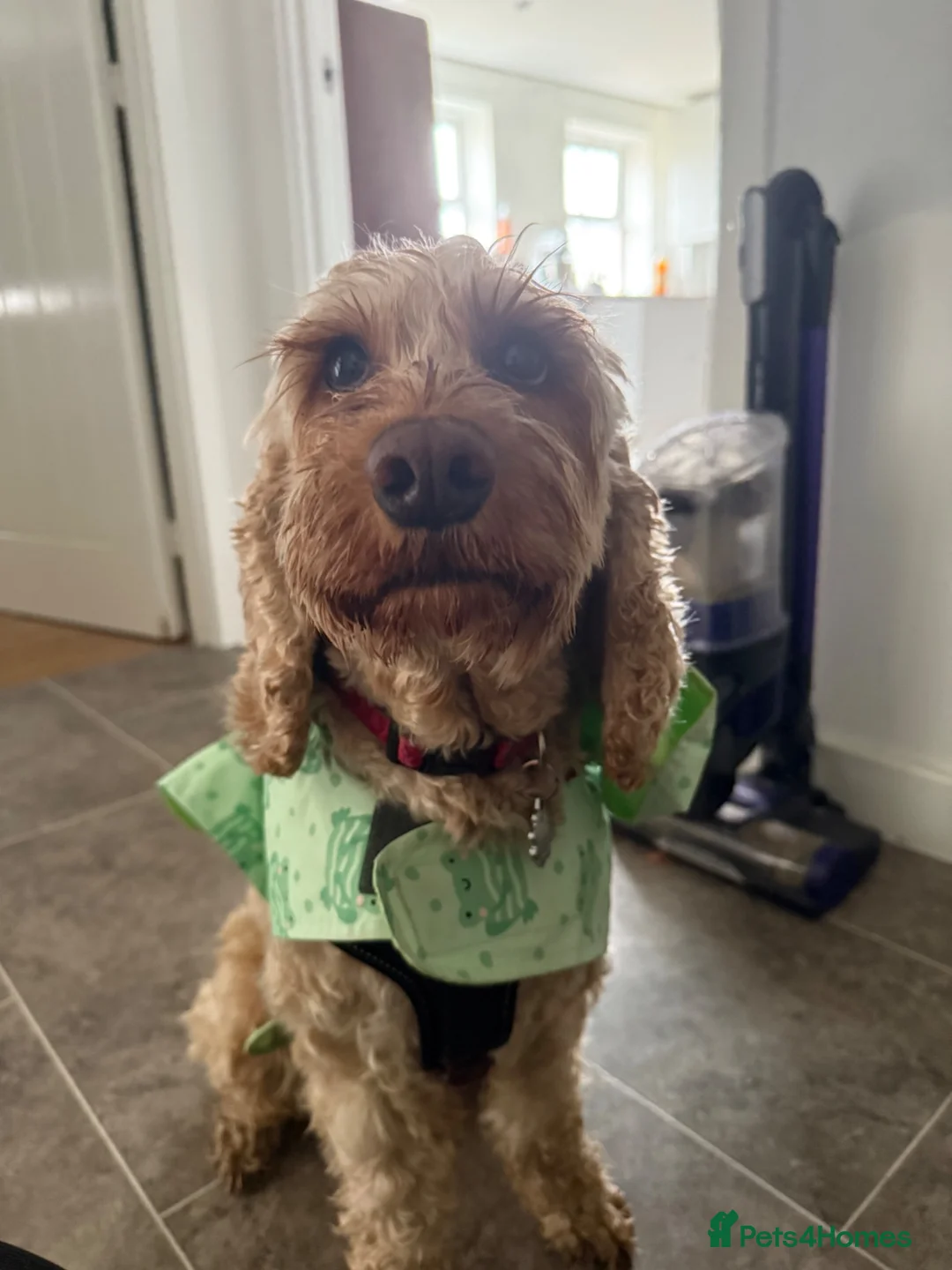Cockapoo dogs for sale: F1B cockapoo puppies  in Towcester - Advert 1