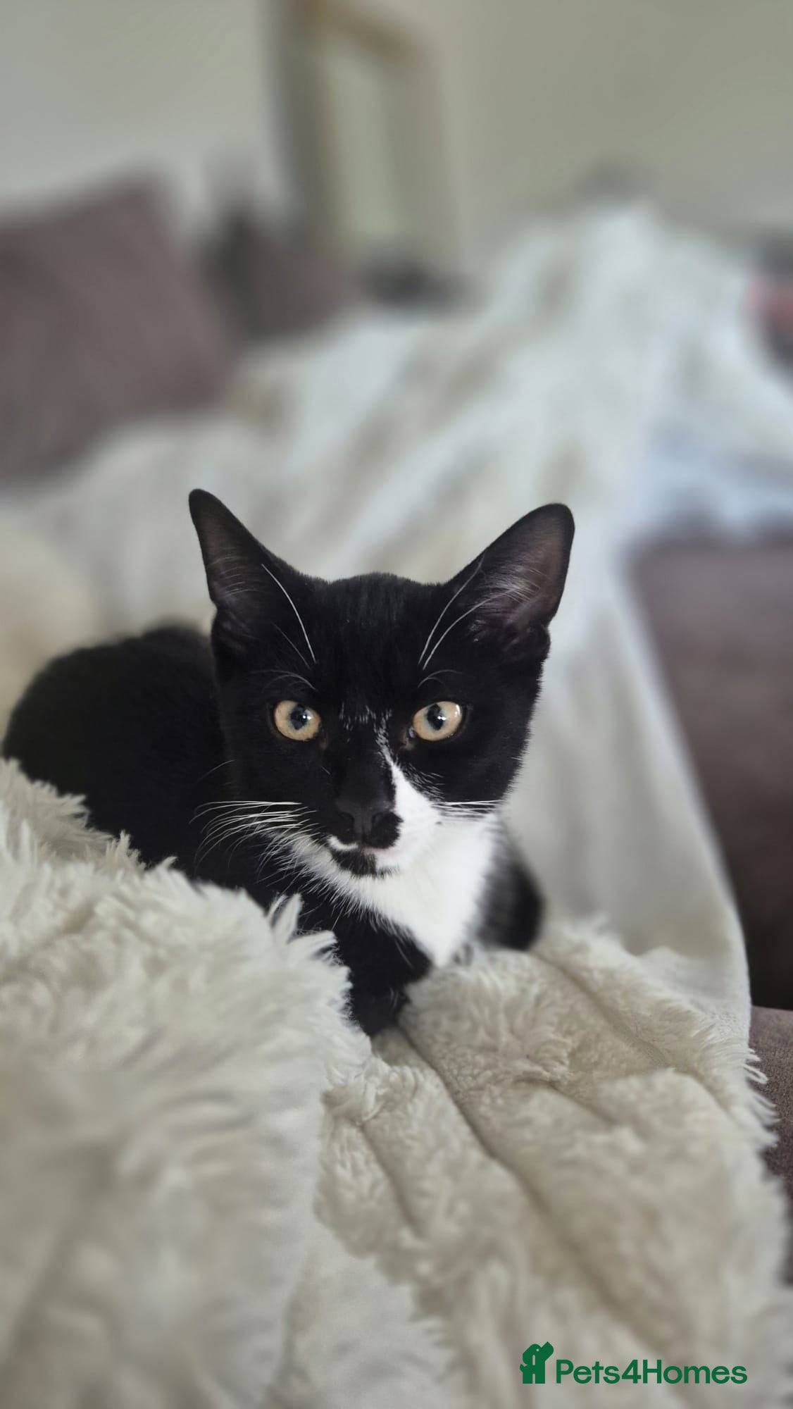Mixed Breed cats for sale: Last of the kittens to go. Crescent nose kitten  - Advert 3