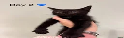 Mixed Breed cats for sale: Mainecoon X kittens  - Advert 4