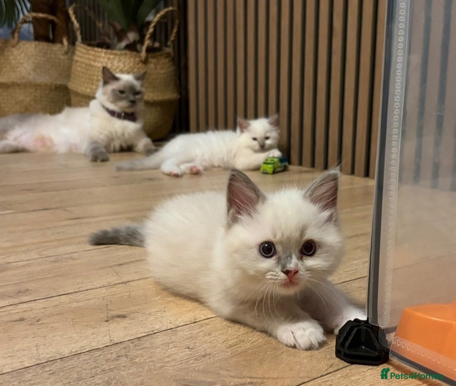 Ragdoll cats Ready this week Pure breed ragdolls - Advert 1