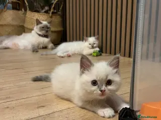 Ragdoll cats Ready this week Pure breed ragdolls - Advert 1