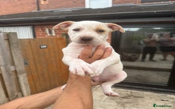 Mixed Breed dogs for sale: Bull Herder pups for sale  - Image 10