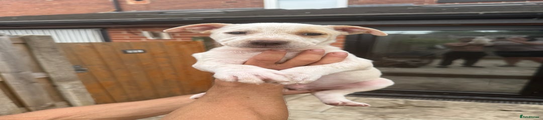 Mixed Breed Puppy 8