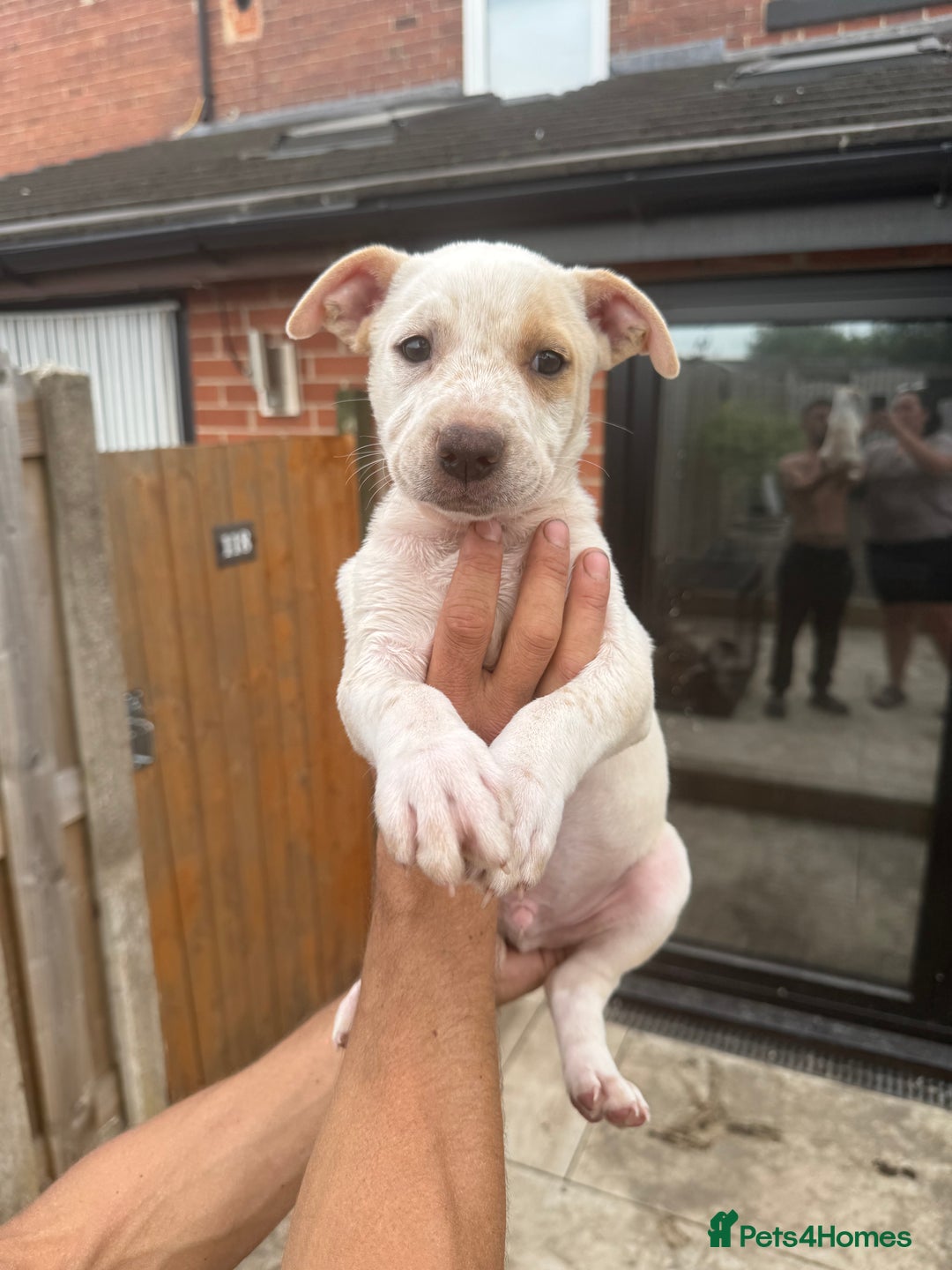 Mixed Breed dogs for sale: Bull Herder pups for sale  - Image 10