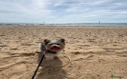 Yorkshire Terrier dogs for sale: Colourful Biewer Yorkshire terriers  - Advert 11