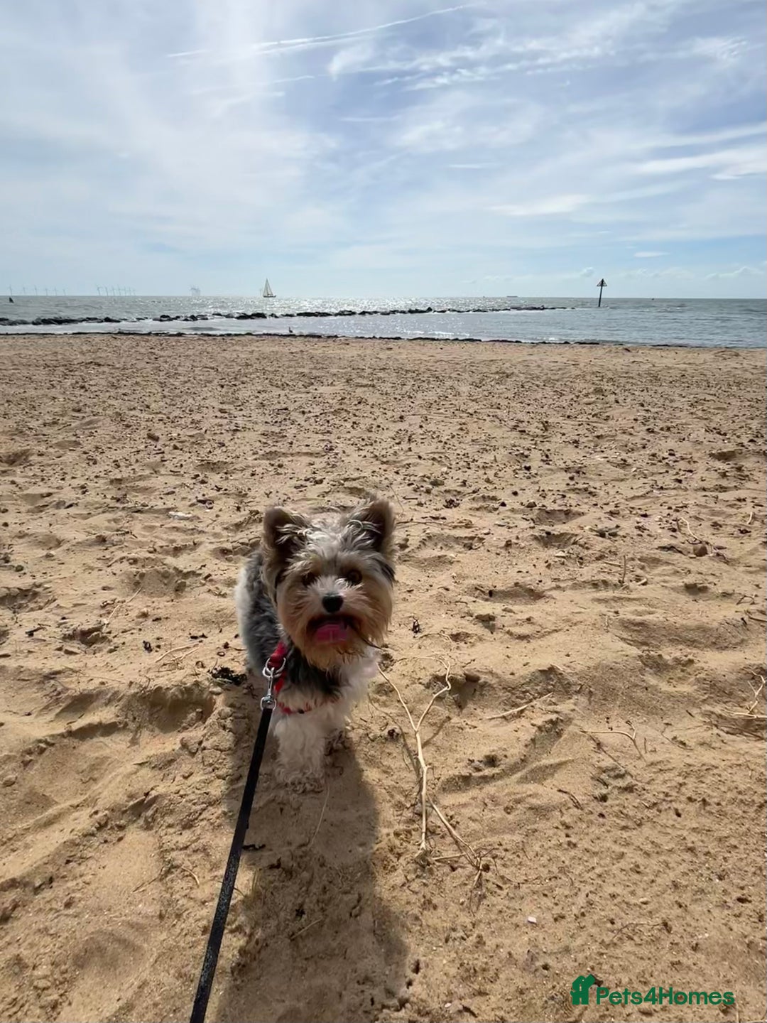 Yorkshire Terrier dogs for sale: Colourful Biewer Yorkshire terriers  - Advert 11