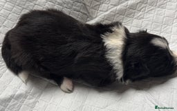 Border Collie dogs for sale:  Long Haired KC Reg Border Collie puppies for sale - Image 30
