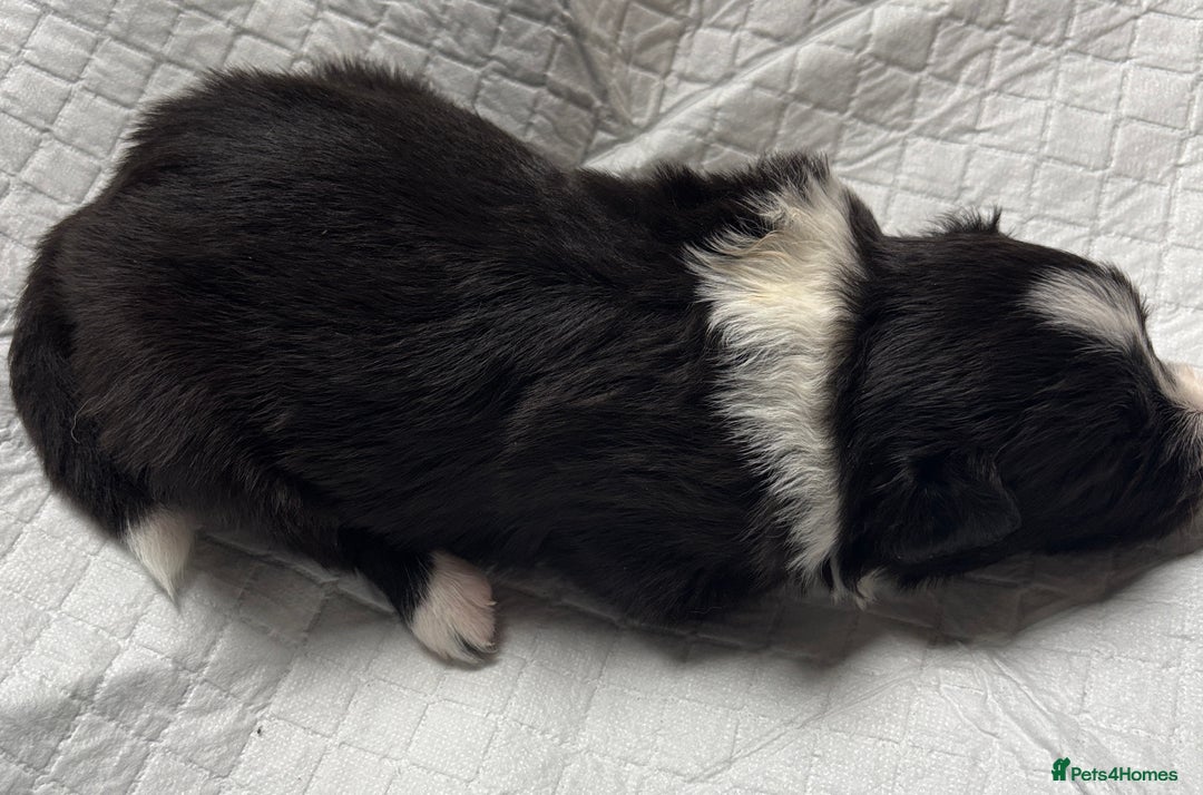 Border Collie dogs for sale:  Long Haired KC Reg Border Collie puppies for sale - Image 30