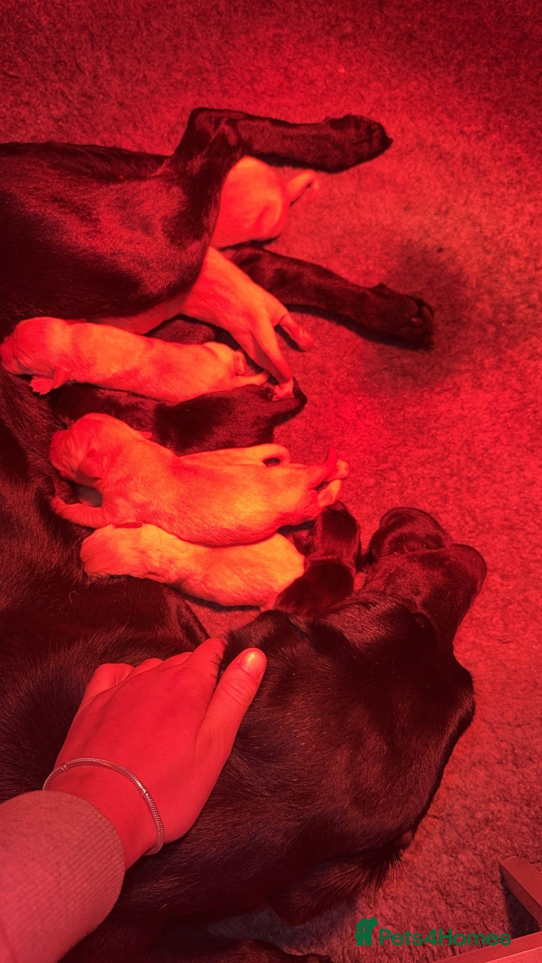 Labrador Retriever dogs for sale: Labrador pups looking for their forever home🏡  - Image 10