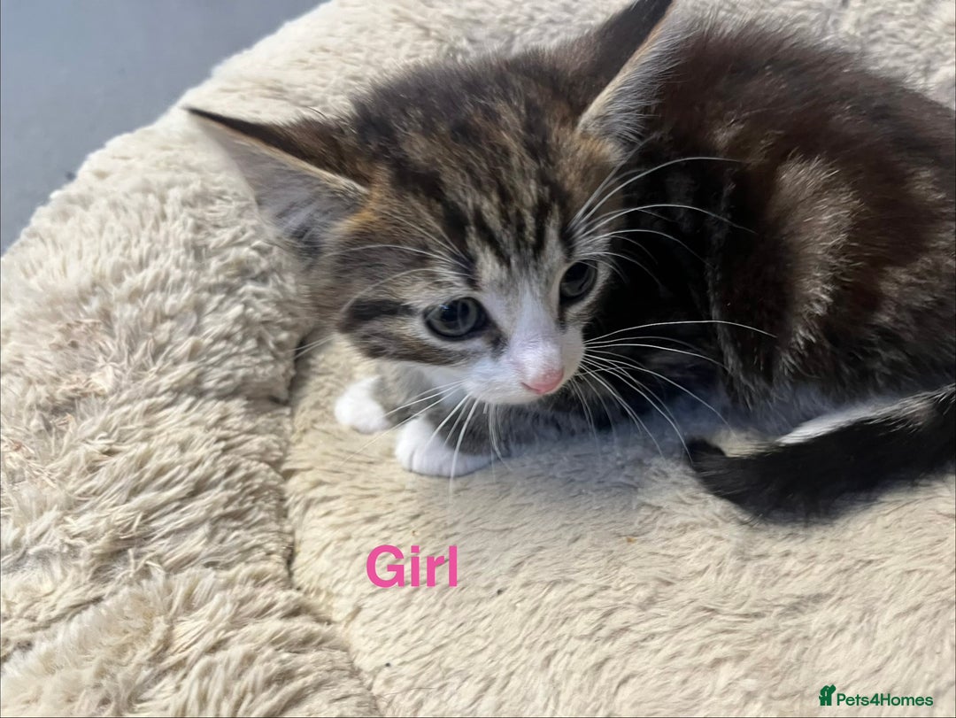 Mixed Breed cats for sale: 🐾 5 Stunning Mixed 8 week old Kittens  - Advert 12