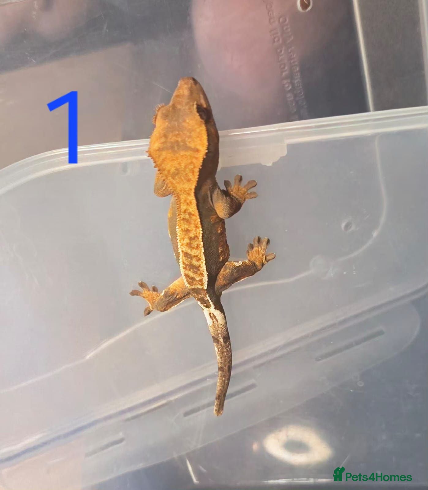 Gecko reptiles 4 crested babies for sale prices vary. - Advert 16