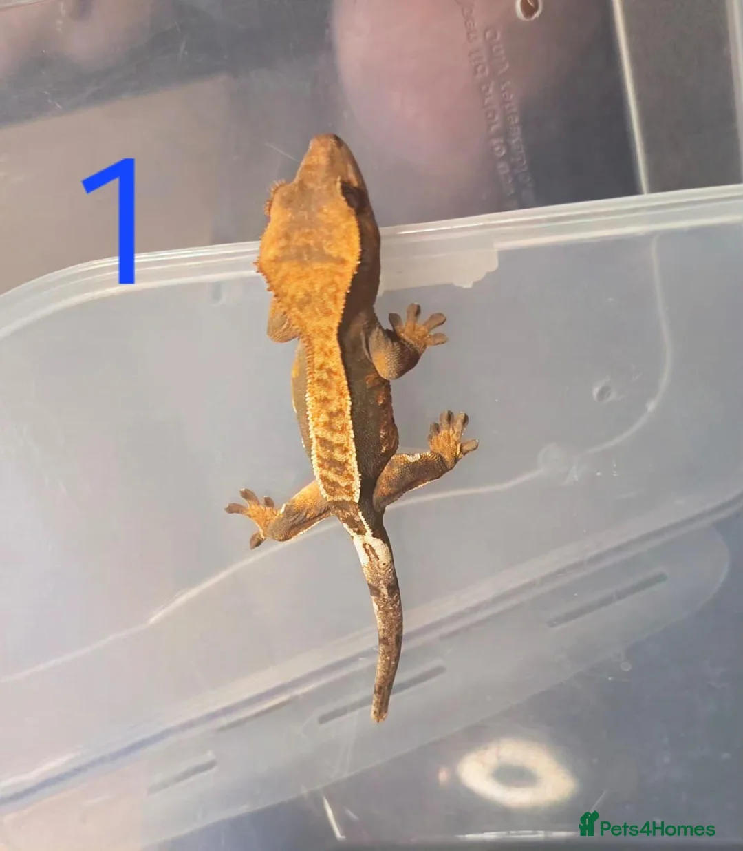 Gecko reptiles for sale: 💞 5 crested gecko babies🤩 for sale prices vary. - Advert 1