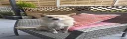 Pomchi dogs for sale: Olaf beautiful Pomchi in Pontefract - Advert 3