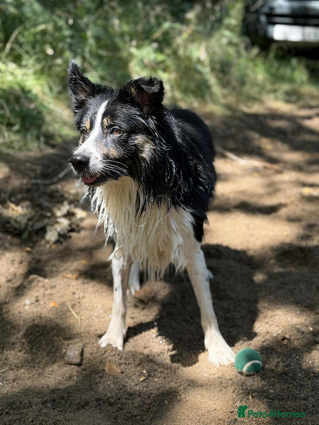 Border Collie dogs for sale: Beautiful working/Pet Collie pups - Image 5