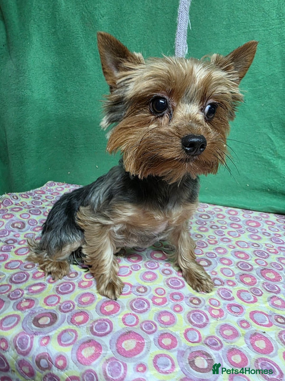 Yorkshire Terrier dogs for adoption: TESSA – Yorkshire Terrier (Female) - Advert 3