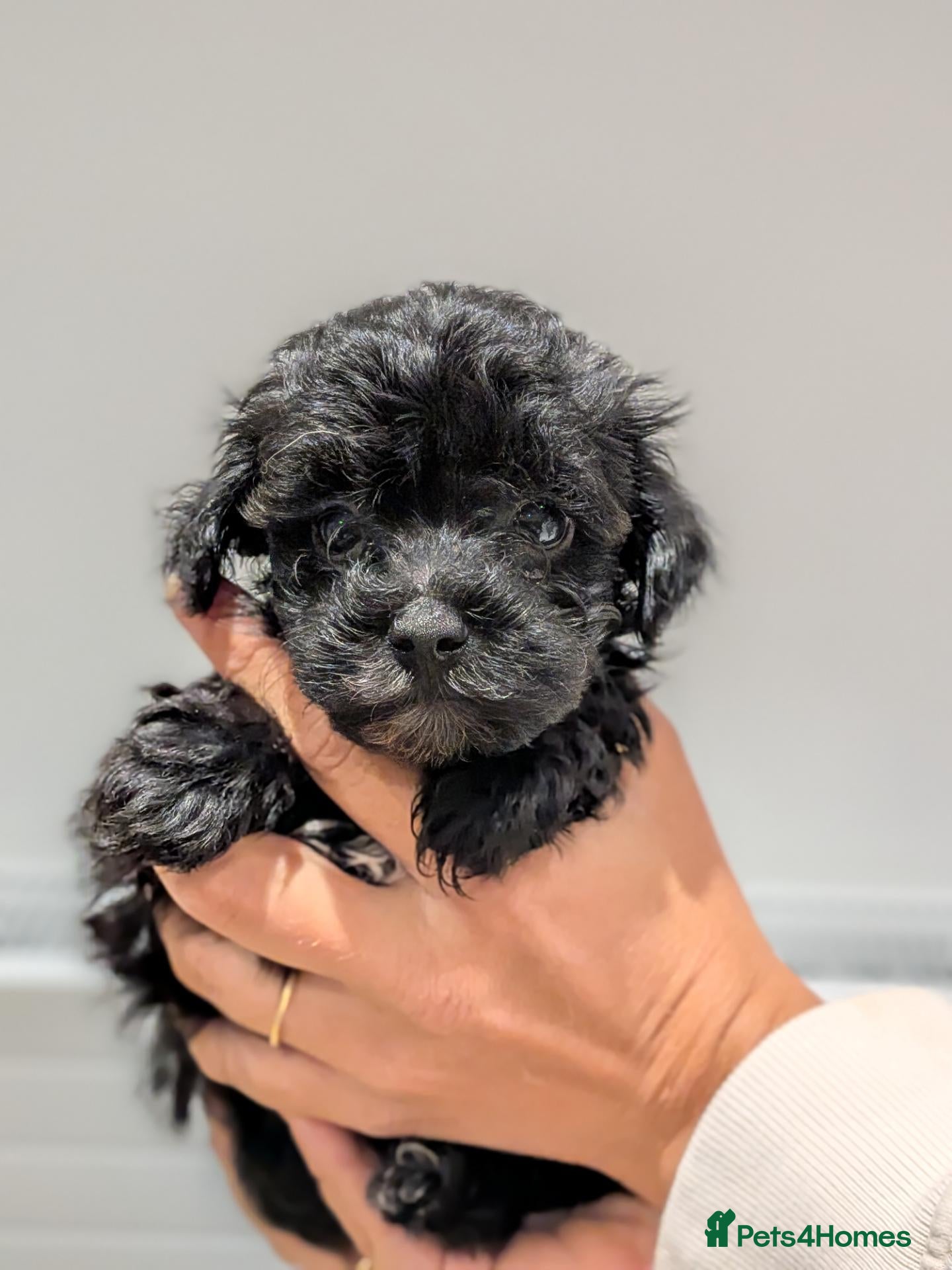 Maltipoo dogs MALTIPOO F1 - Advert 2