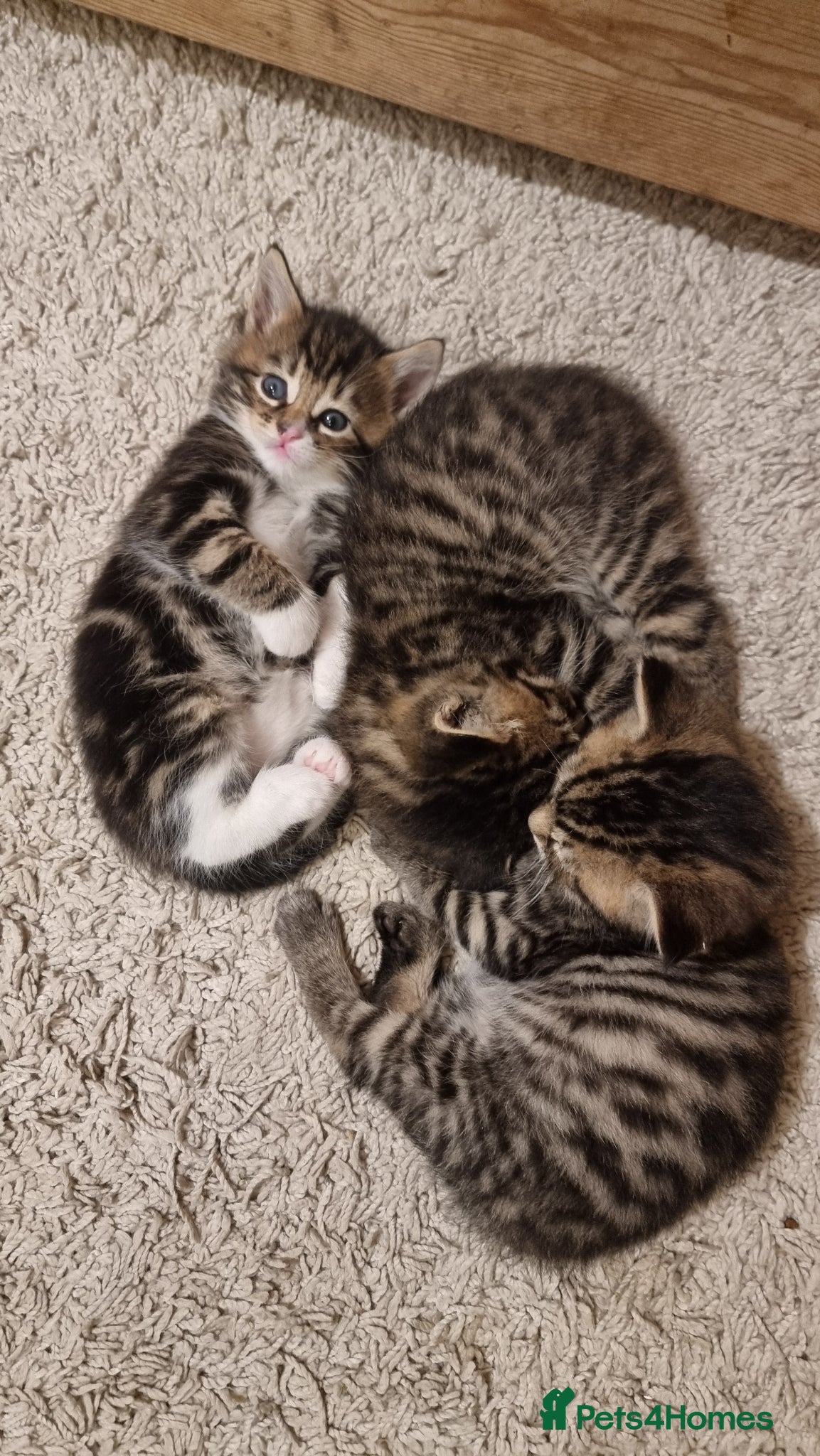 Mixed Breed cats for sale: BONDED PAIR bro/sis kittens - Advert 12