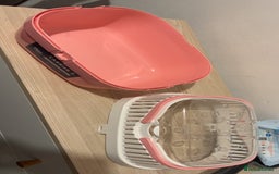 Hamster rodents for sale: 2 male gerbils - Image 6