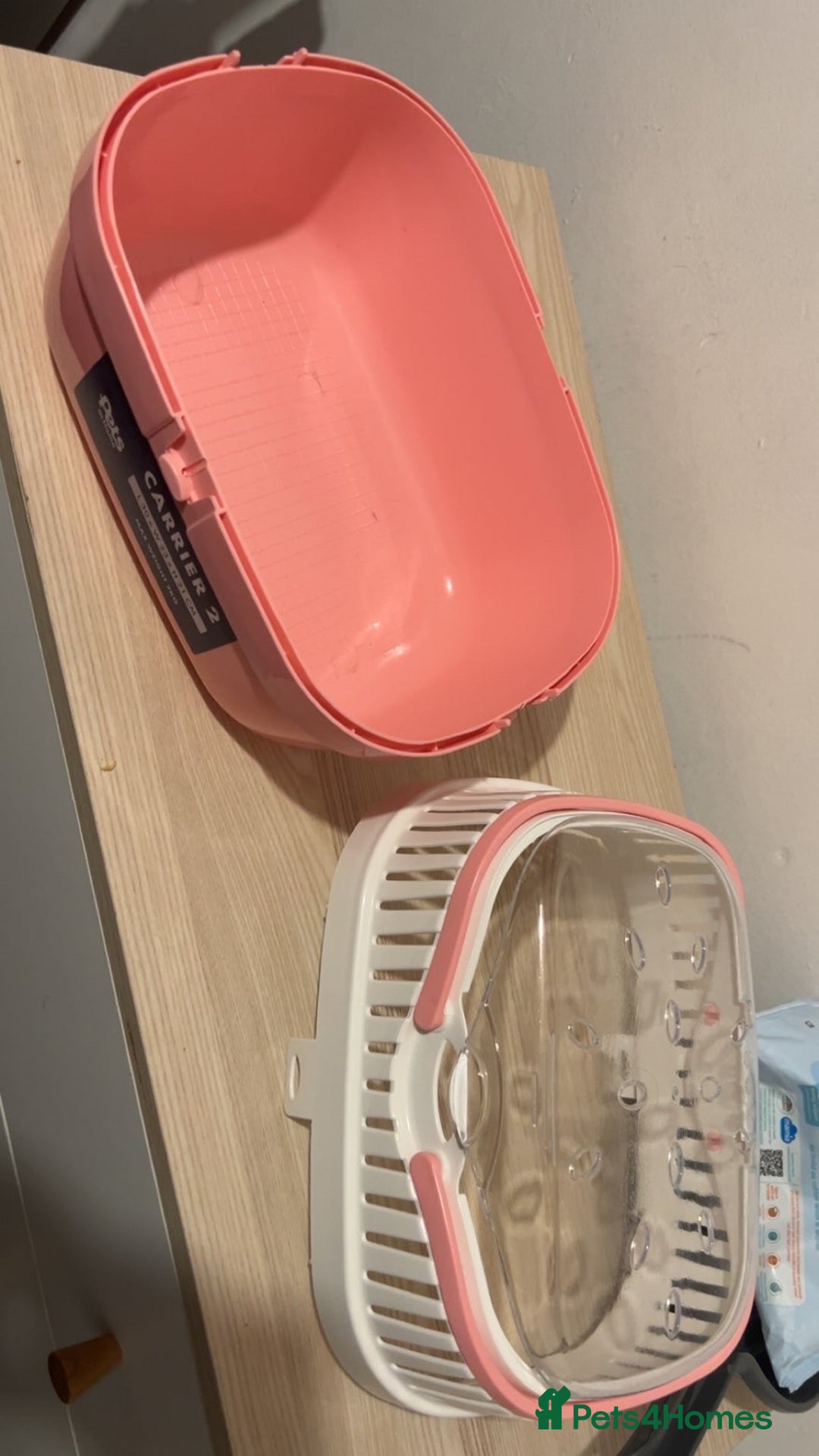 Hamster rodents for sale: 2 male gerbils - Image 6