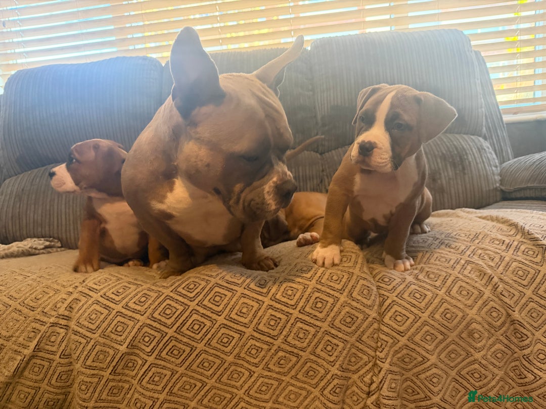 Mixed Breed dogs for sale: Pocket Bully Cross/ American Bully - Advert 12