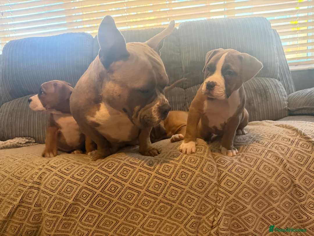 Mixed Breed dogs for sale: Pocket Bully / American Bully - Advert 12