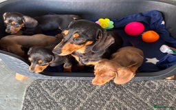 Dachshund dogs for sale: KC PRA Miniature smooth hair dachshund puppies  - Image 3