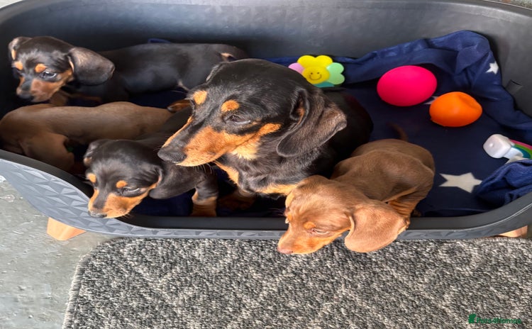 Dachshund dogs - Advert 8