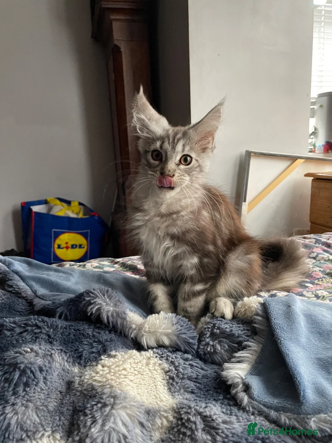 Maine Coon cats for sale: Maincoon in Ammanford - Advert 2
