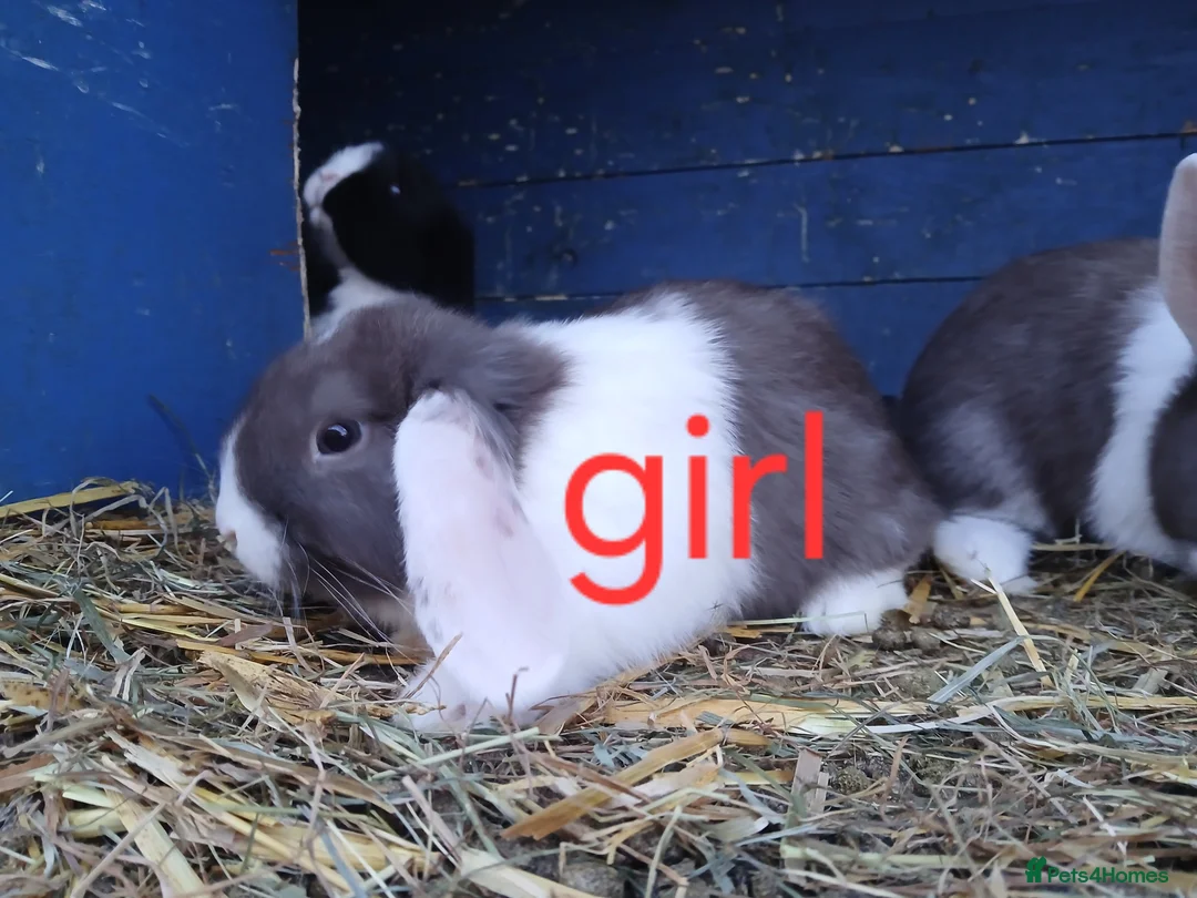Mini Lop rabbits for sale: Minilop bunnies - Advert 6