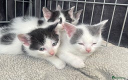 Turkish Van cats for sale: SUPER CUTE LITTLE RASCALS - Image 1