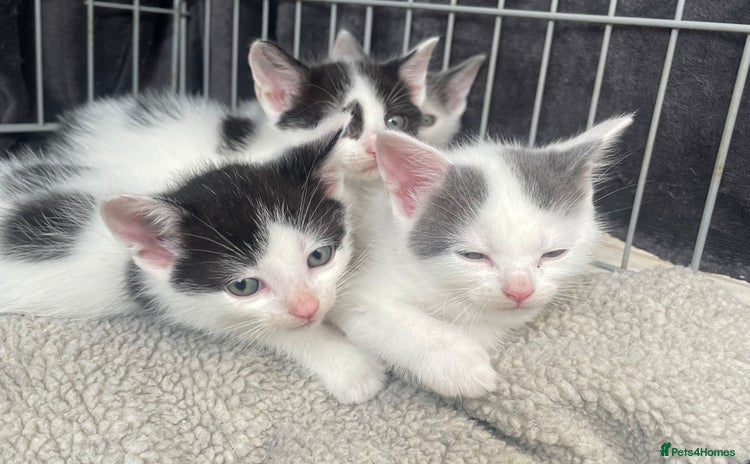 Turkish Van cats - Advert 1