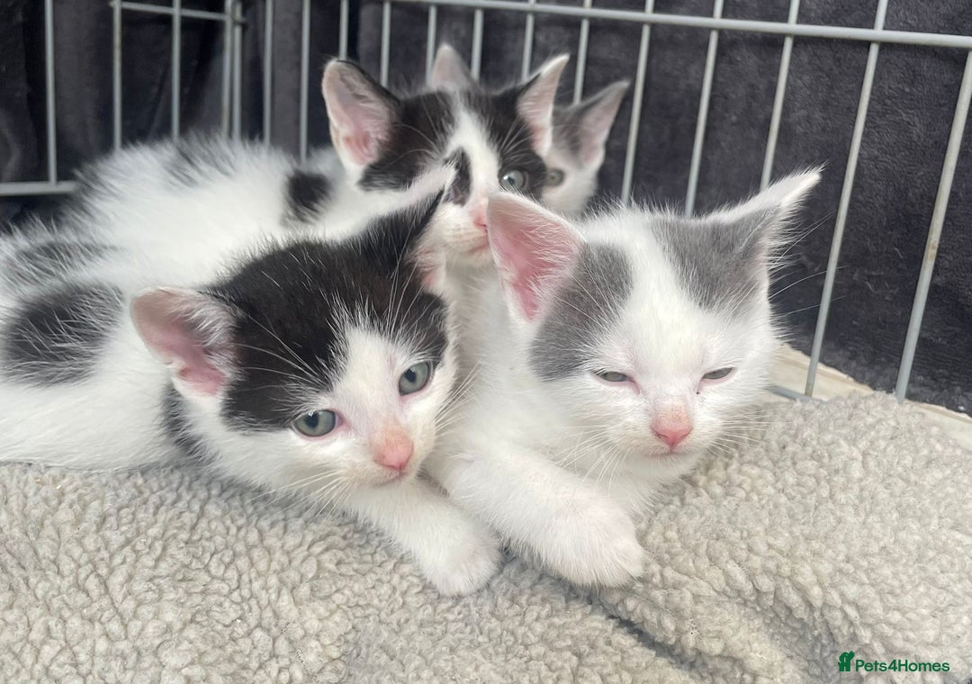 Turkish Van cats for sale: SUPER CUTE LITTLE RASCALS - Image 1