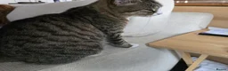 Mixed Breed cats for sale: 2 Mixed Breed Cats in Dunstable - Advert 2