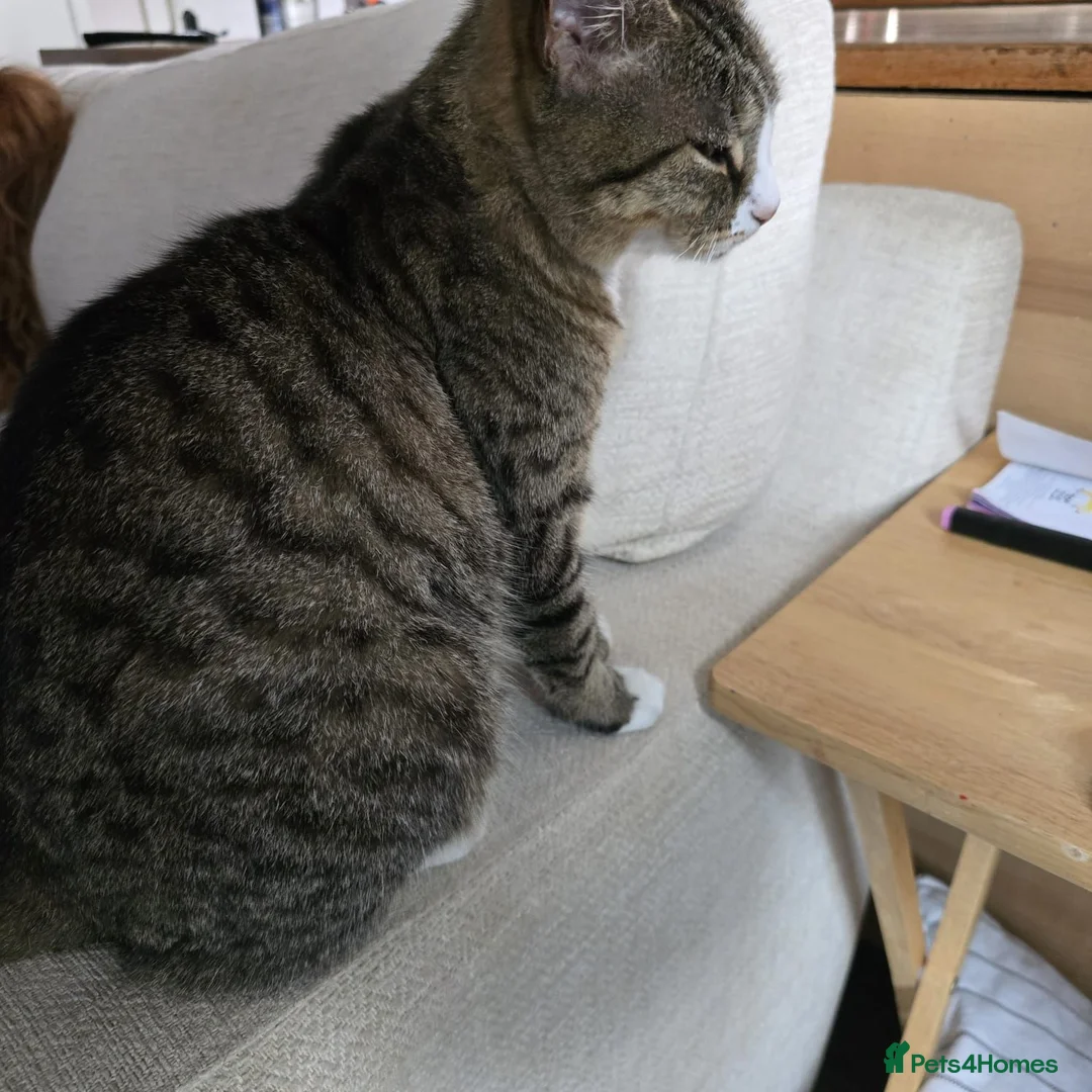 Mixed Breed cats for sale: 2 Mixed Breed Cats in Dunstable - Advert 2