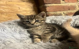 Domestic Shorthair cats for sale: Kittens for sale  - Image 3