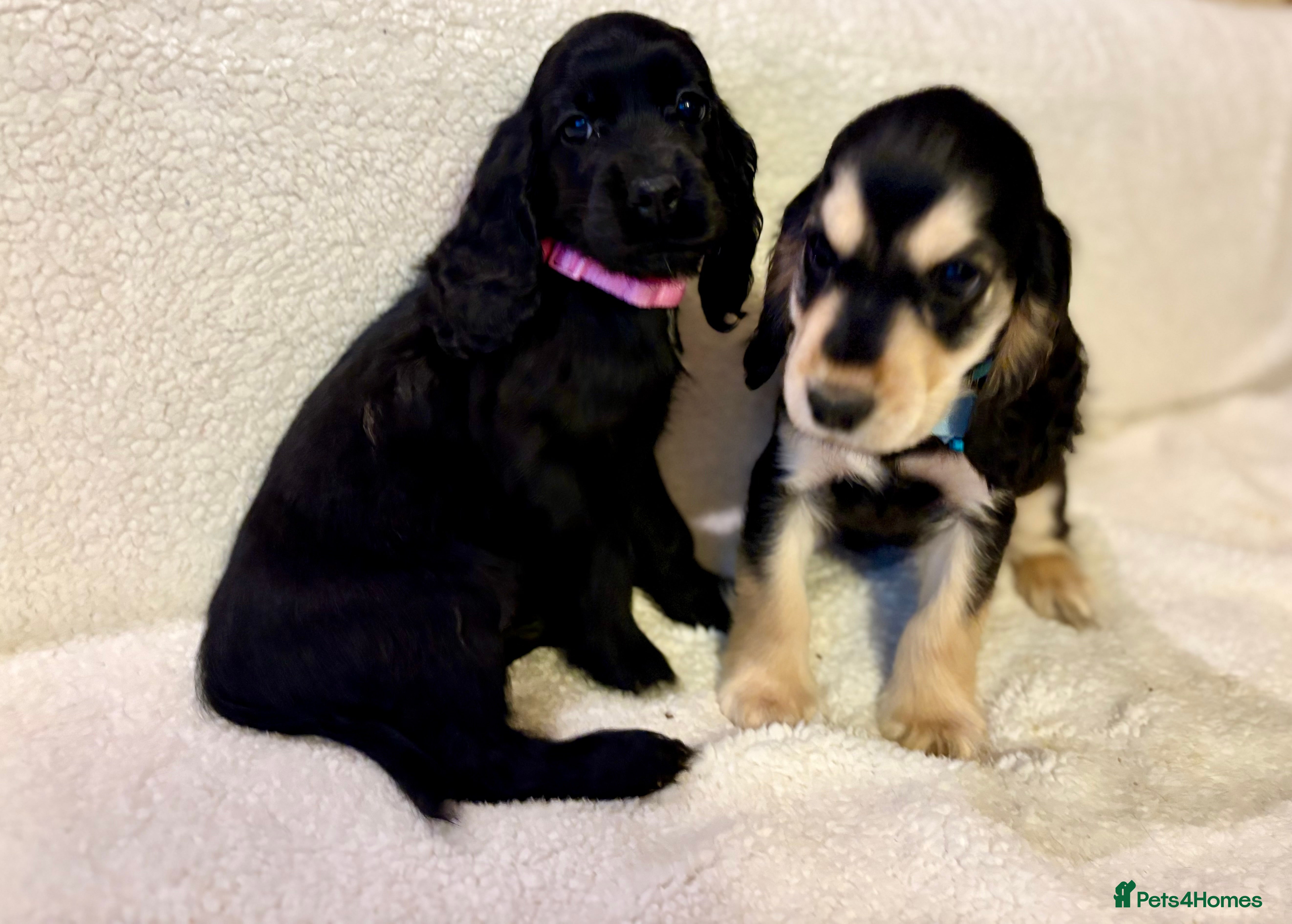Cocker Spaniel dogs Show type spaniels - Advert 8
