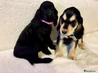 Cocker Spaniel dogs Show type spaniels - Advert 10