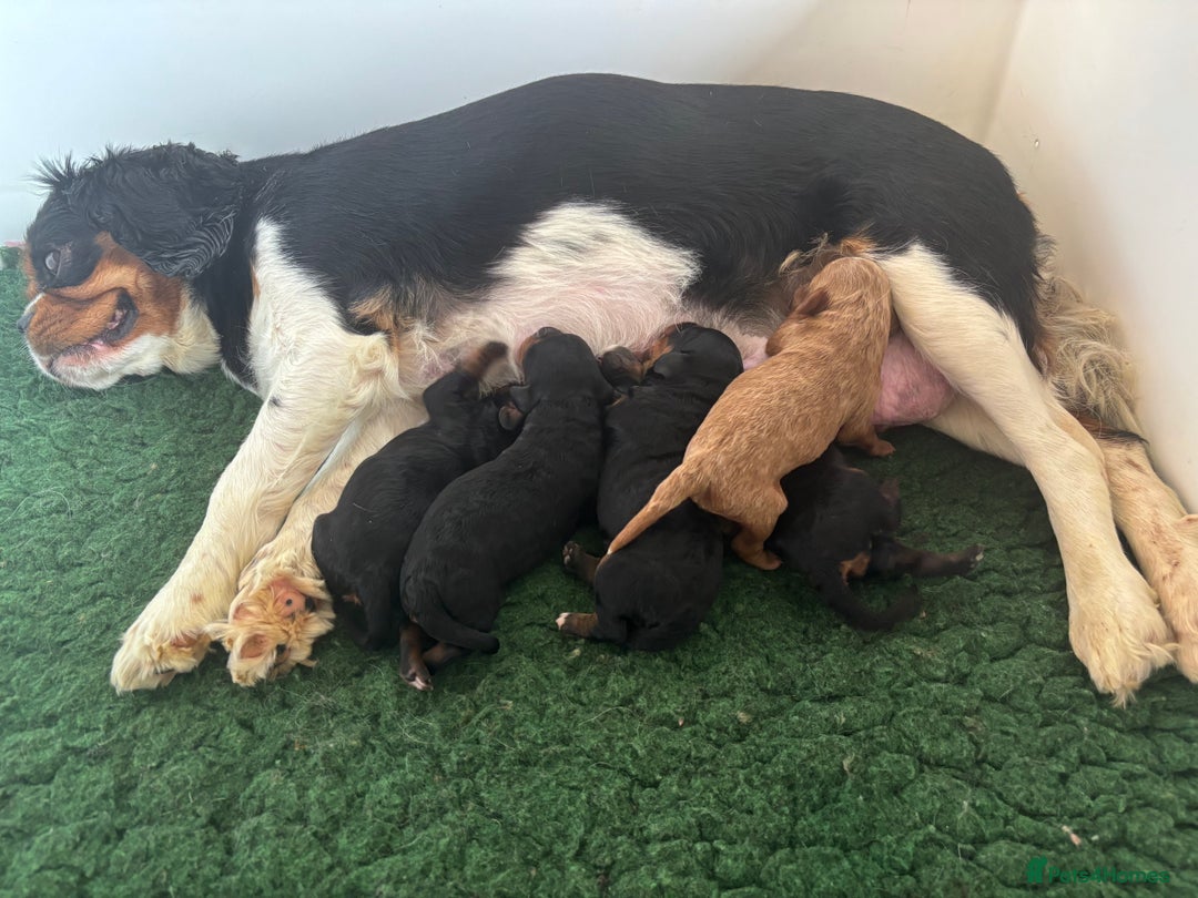 Cavapoo dogs for sale: Extensive health tested f1 cavapoo pups males  - Image 5