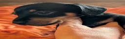 Dachshund dogs for sale: Dappled/Merl Dachshund puppies  - Advert 24