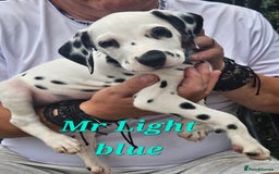 Dalmatian dogs for sale: Dalmatian puppies Ready now - Image 3