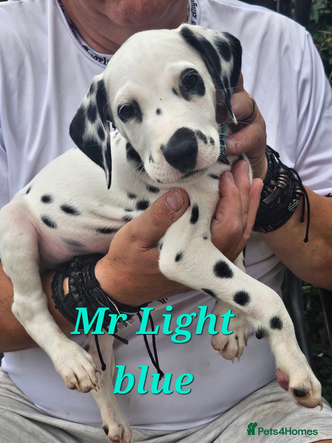 Dalmatian dogs for sale: Dalmatian puppies Ready now - Image 3